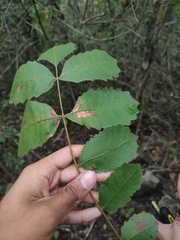 Comocladia