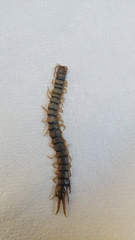 Scolopendra
