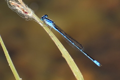Pseudagrion spencei