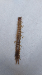 Scolopendra