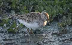 Calidris melanotos