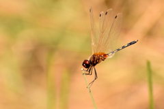 Trithemis pallidinervis