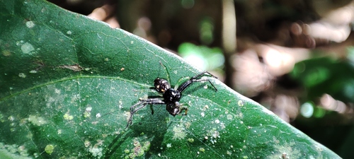 Camaricus parisukatus