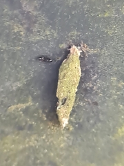 Tineinae