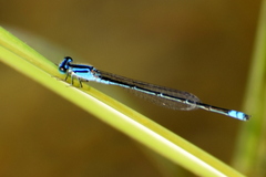 Pseudagrion spencei