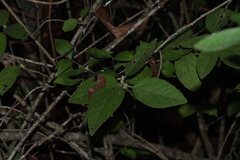 Guazuma ulmifolia