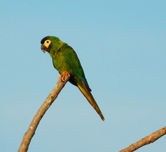 Primolius auricollis