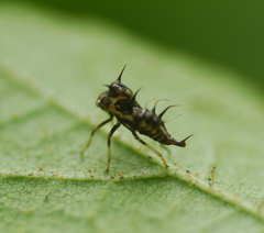 Smiliinae