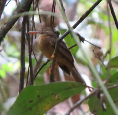 Onychorhynchus coronatus