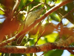 Myiopagis gaimardii