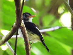 Poecilotriccus capitalis