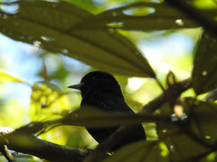 Knipolegus cyanirostris