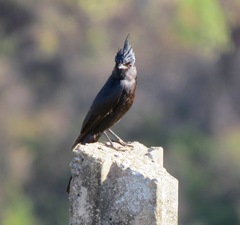 Knipolegus lophotes