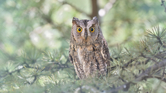 Otus scops