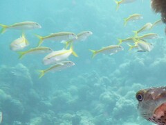 Mulloidichthys vanicolensis