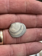 Divalinga quadrisulcata