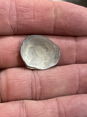 Divalinga quadrisulcata