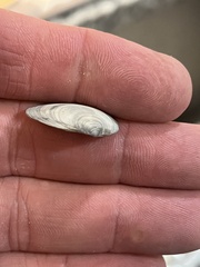 Divalinga quadrisulcata