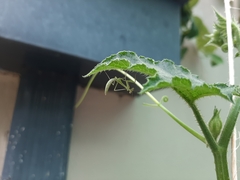 Miomantis caffra