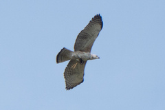 Nisaetus cirrhatus