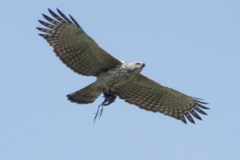 Nisaetus cirrhatus