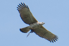 Nisaetus cirrhatus