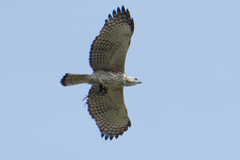 Nisaetus cirrhatus