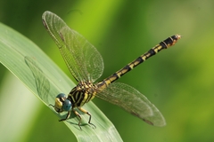 Paragomphus lineatus