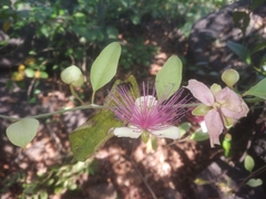 Capparis zeylanica