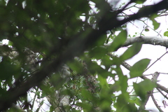 Euphonia hirundinacea