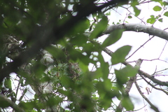 Euphonia hirundinacea