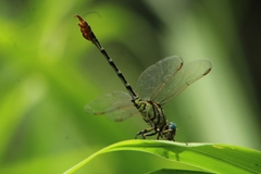 Paragomphus lineatus