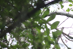 Euphonia hirundinacea