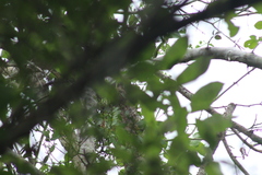 Euphonia hirundinacea