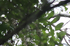 Euphonia hirundinacea