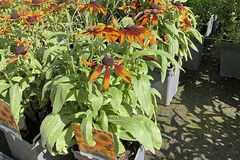 Rudbeckia hirta