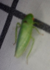 Iassinae