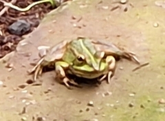 Pelophylax perezi