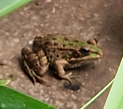 Pelophylax perezi