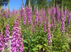 Digitalis purpurea