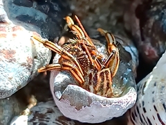 Clibanarius taeniatus