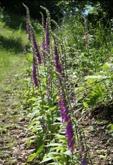 Digitalis purpurea