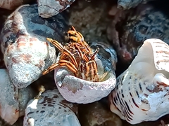 Clibanarius taeniatus