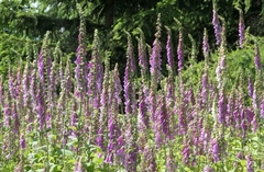 Digitalis purpurea