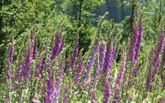Digitalis purpurea