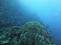 Porites