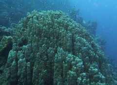 Porites