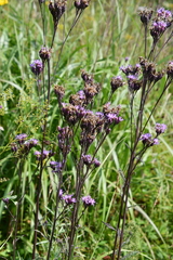 Saussurea maximowiczii