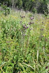 Saussurea maximowiczii