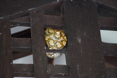 Malayopython reticulatus